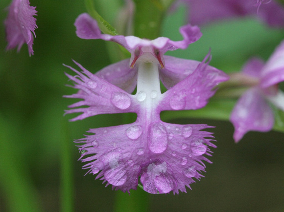 Large Purple-fringed Orchid