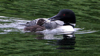 Common Loons