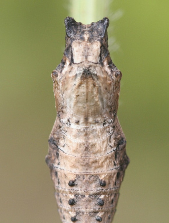 Eastern Black Swallowtail Chrysalis