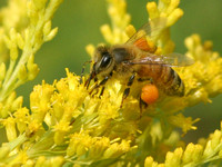 Honeybee on Goldenrod