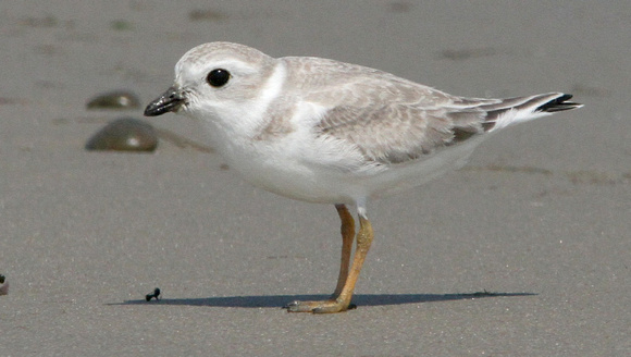 Piping Plover, Juvenile