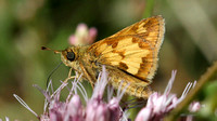 Skippers and Duskywings
