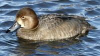 Redhead Duck, Female