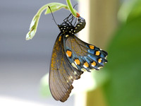 Pipevine Swallowtail Lifecycle