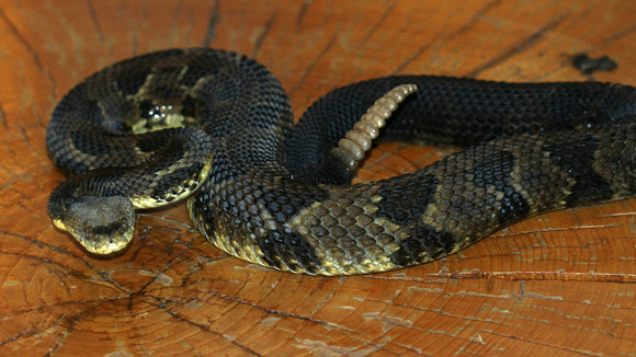 Eastern Timber Rattlesnake