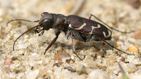 Oblique-lined Tiger Beetle