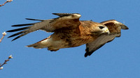 Hybrid between a Red-tailed Hawk and a Red-shouldered Hawk