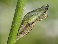 Eastern Black Swallowtail Chrysalis