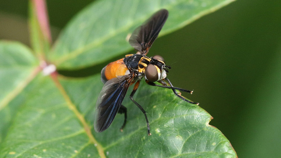fly (Trichopoda pennipes)