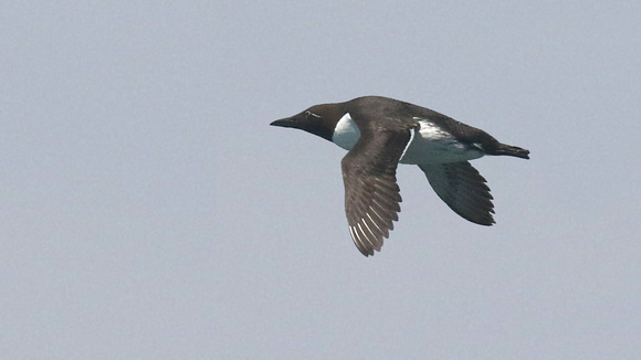 Bridled Murre