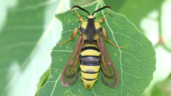 European Hornet  Moth