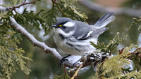 Black-throated Gray warbler