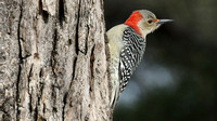 Red-breasted Woodpecker