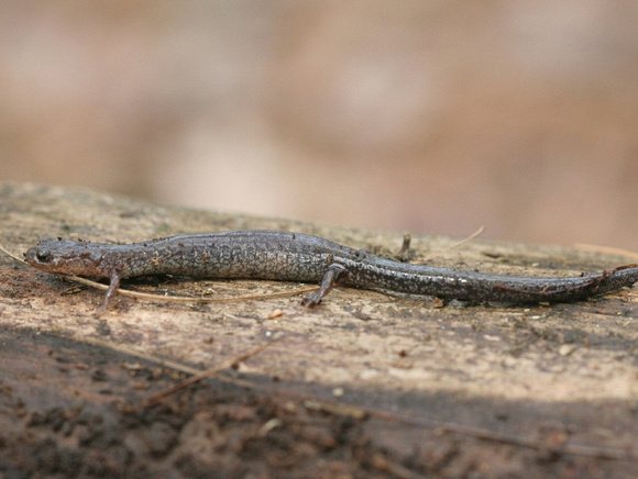 Lead Back Salamander