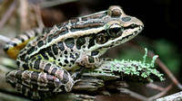 Pickeral Frog