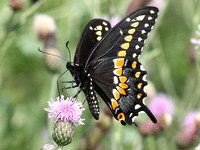 Eastern Black Swallowtail, male