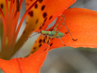 Bug on Wood Lily
