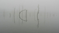Osprey Point in Fog
