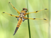 Four-spotted Skimmer, female