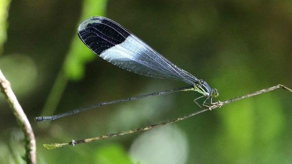 Blue Helicopter Damselfly