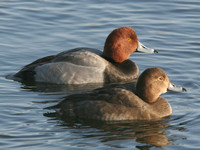 Redhead duck, pair