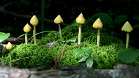 Witches Hat Mushrooms