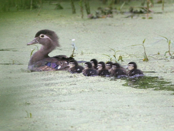 Wood duck and ducklings