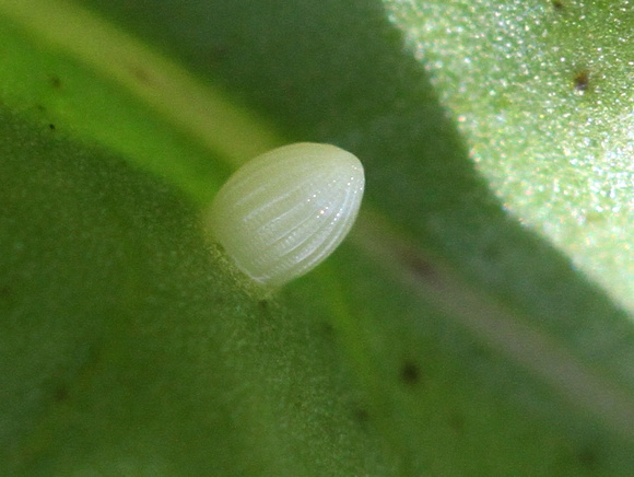 Monarch Egg on Black Swallowwort