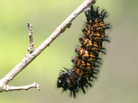 Harris' Checkerspot Caterpillar