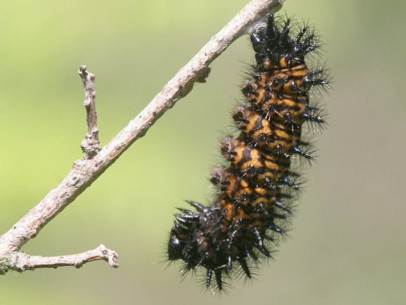 Harris' Checkerspot Caterpillar