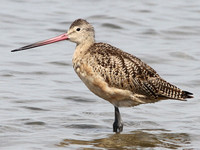 Marbled Godwit