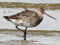 Hudsonian Godwit