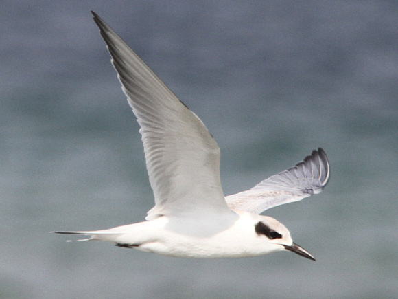 Forster's Tern