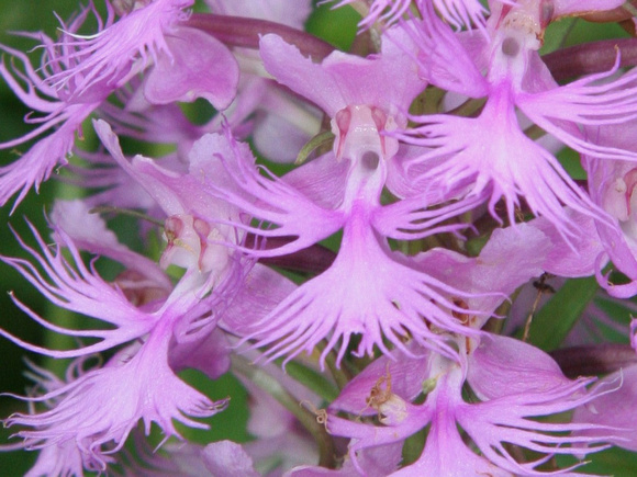 Purple-fringed Orchid