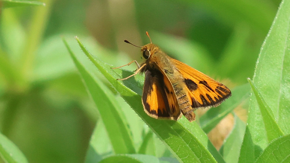 Fiery Skipper