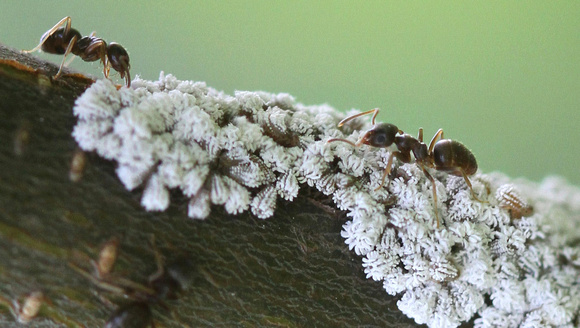 Ants Tending Wooly Aphids