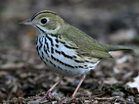 Ovenbird