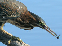 Wetlands and Shore Birds