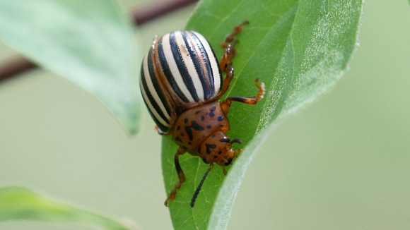 Ten-striped Beetle