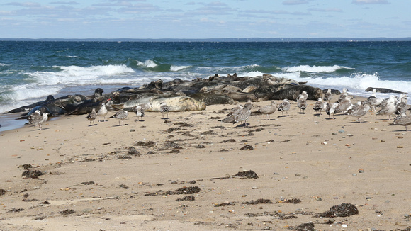 Gray Seals