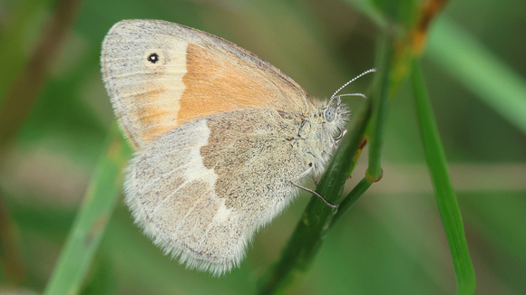 Common RInglet