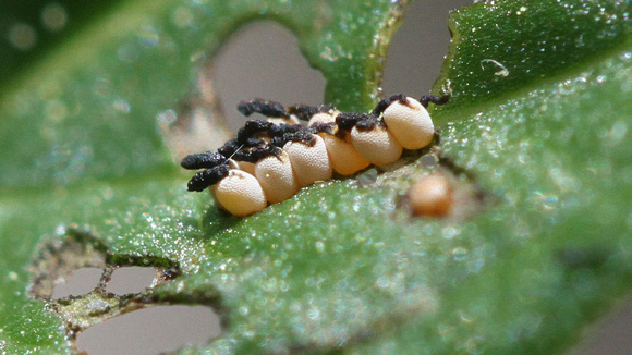 Galerucella Beetle Eggs