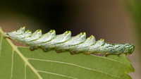Double-toothed Prominent Moth Caterpillar