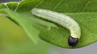 Wild Indigo Duskywing Caterpillar