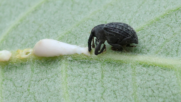 Milkweed Stem Weevil