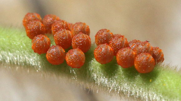 Pipevine Swallowtail Eggs