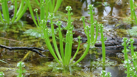 American Featherfoil