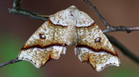 Hollow-spotted Plagodis Moth