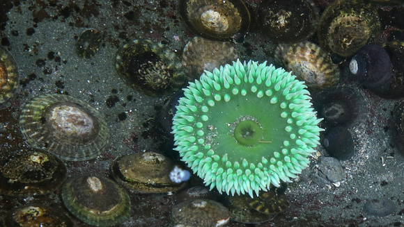 Giant Green Sea Anemone