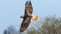 Red-tailed Hawk